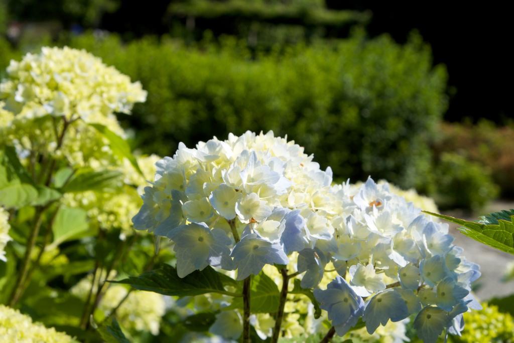 Park Hotel Villa Belvedere Cannobio Buitenkant foto